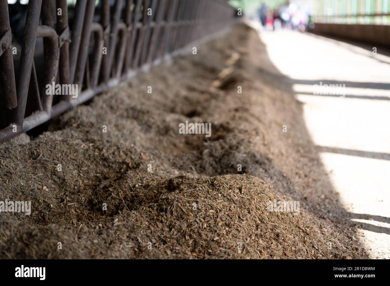 Row of silage in a dairy barn with stanchions. for cattle to eat