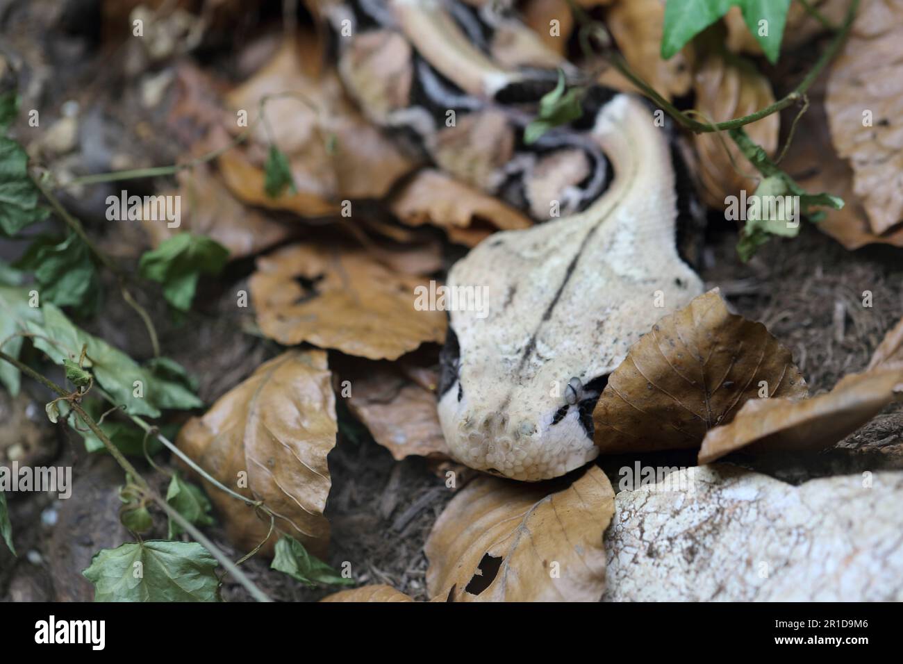 Östliche Gabunviper / Gaboon viper / Bitis gabonica Stock Photo