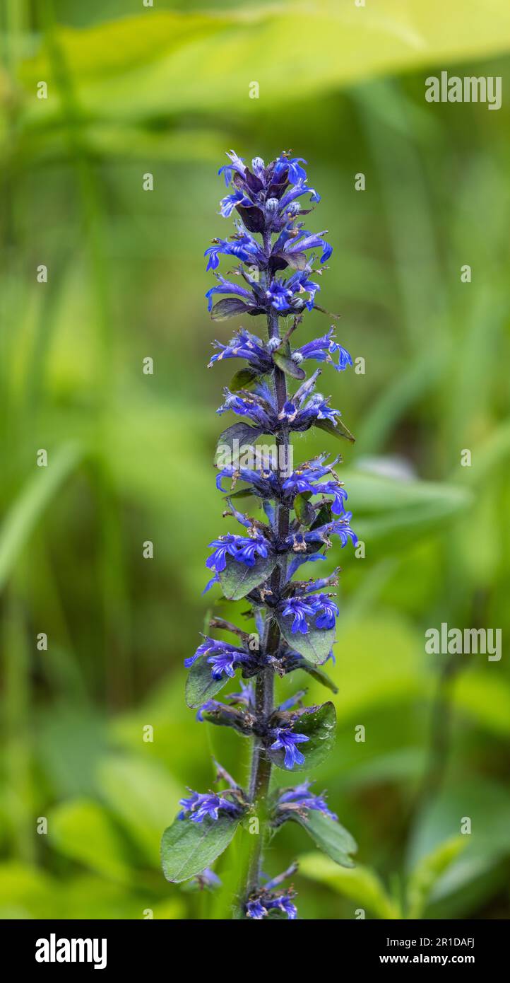 Ajuga reptans, commonly known as bugle Stock Photo - Alamy