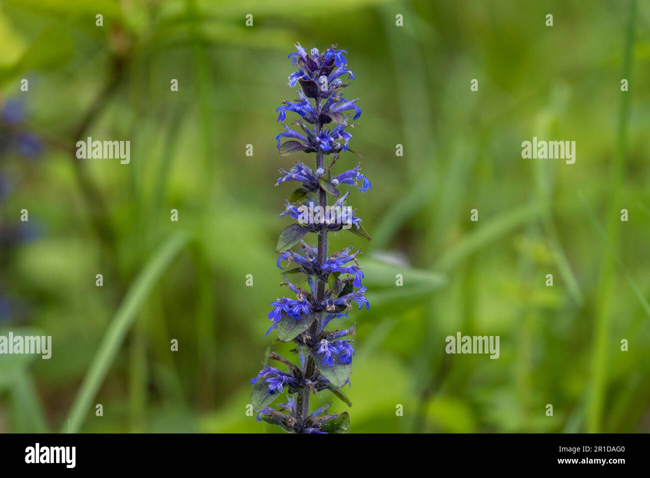 Ajuga reptans, commonly known as bugle Stock Photo - Alamy