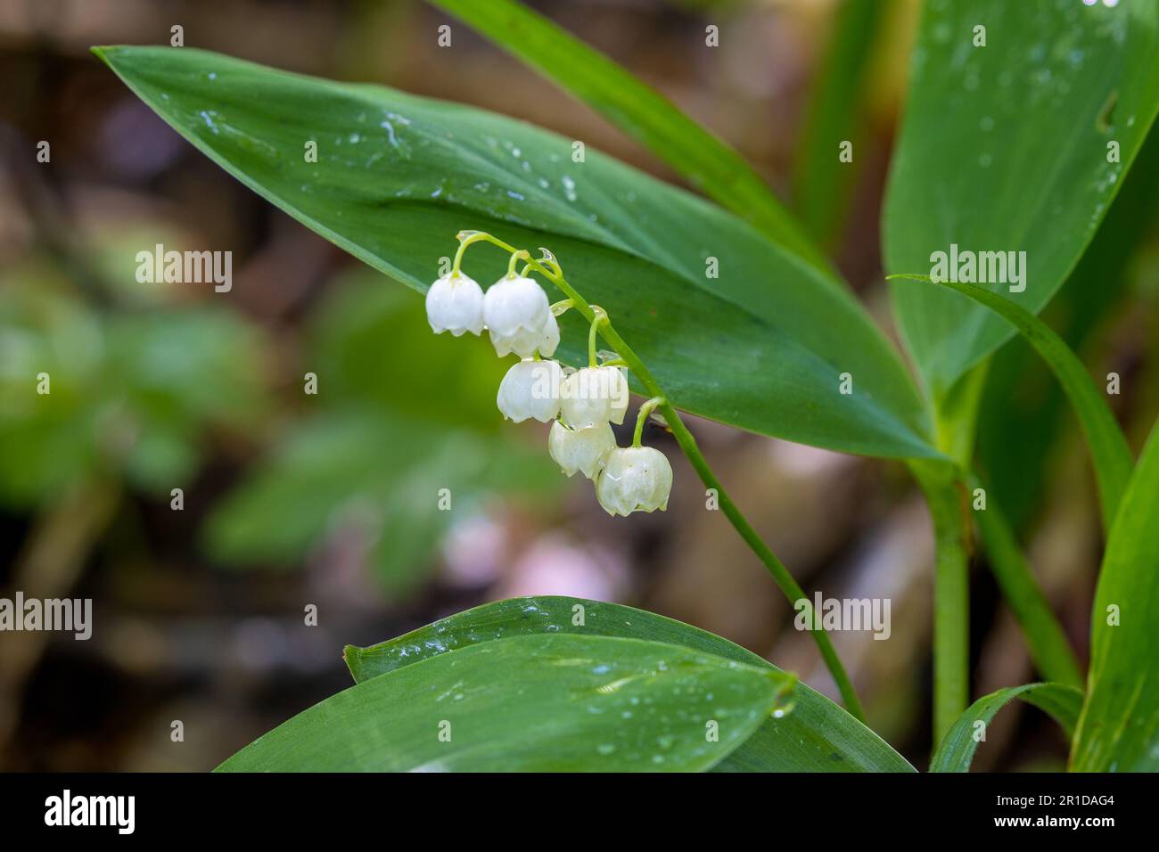 Flowers of lily of the valley, Convallaria majalis Stock Photo - Alamy