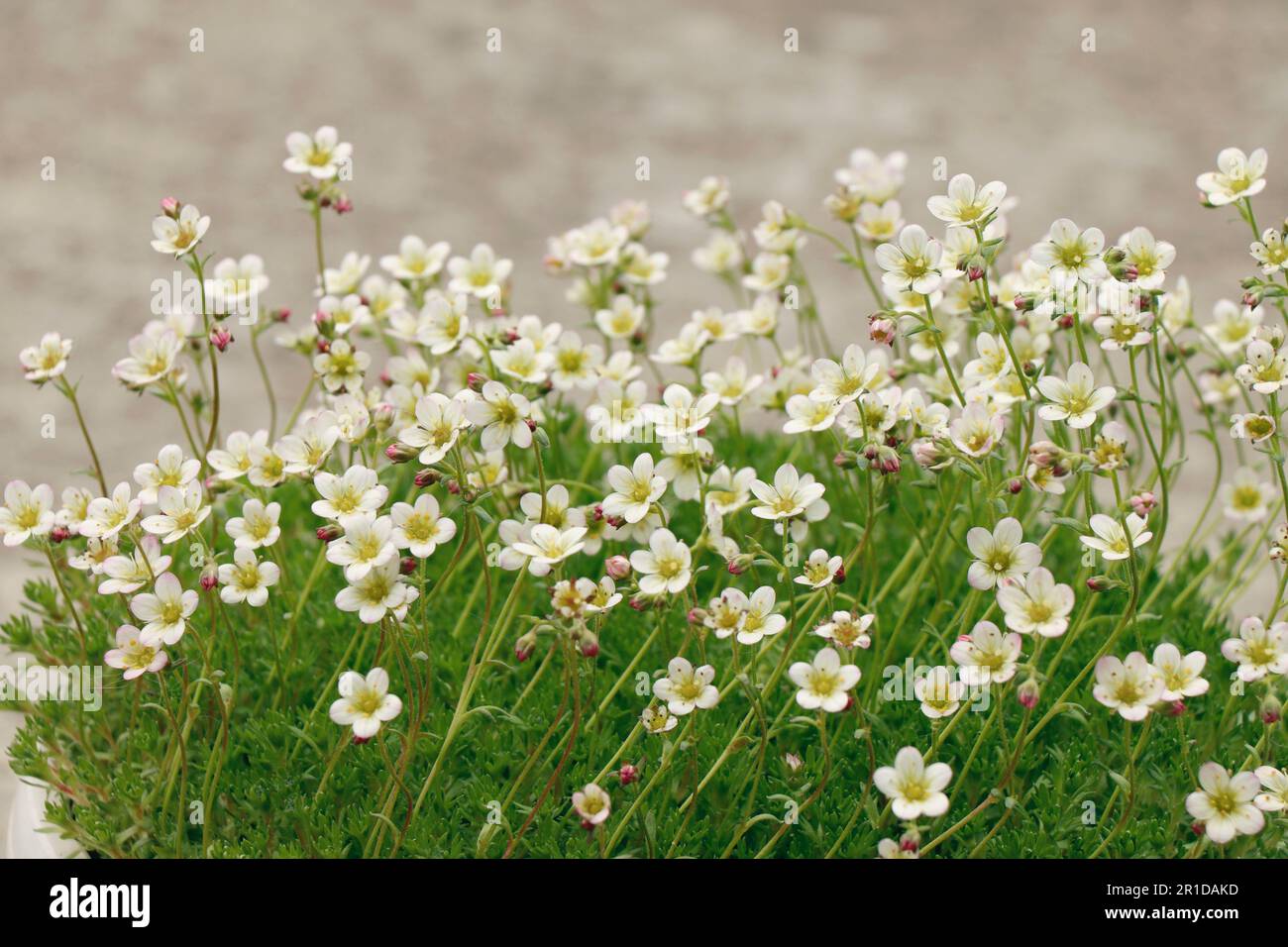 Blooming Saxifraga little Alpine white flowers Stock Photo