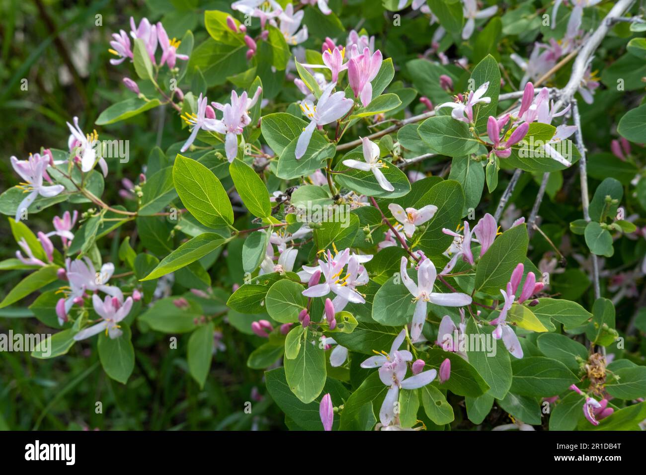 Dense green branches of honeysuckle with pink flowers and buds on a bright sunny day. Honeysuckle in garden soft focus. Stock Photo
