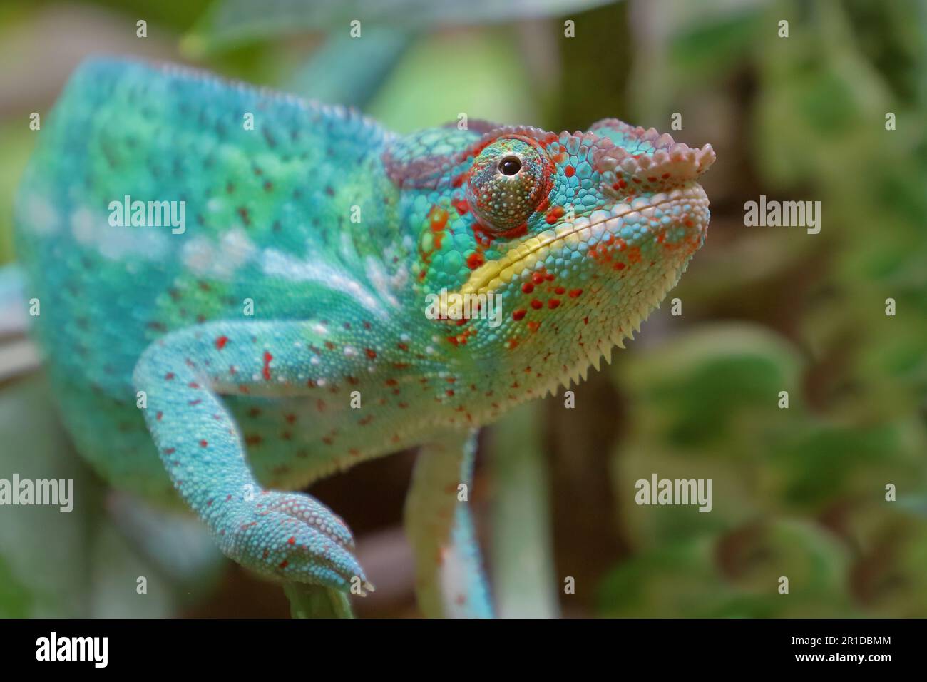 Pantherchamäleon / Panther chameleon / Furcifer pardalis Stock Photo