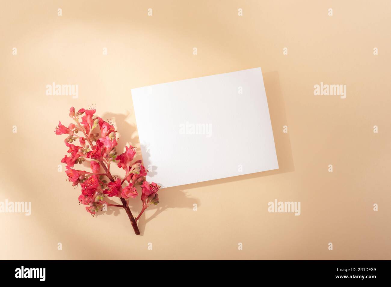 Blank card and Aesculus Carnea flower on neutral background with shadows. Holiday concept. Top view, flat lay, mockup. Stock Photo
