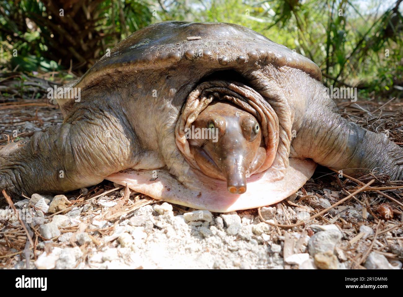 softshell turtle front and head beside trail in florida Stock Photo