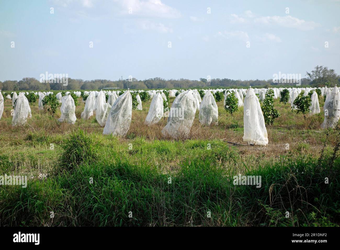 orange trees in florida covered with insect netting exclosures Stock Photo