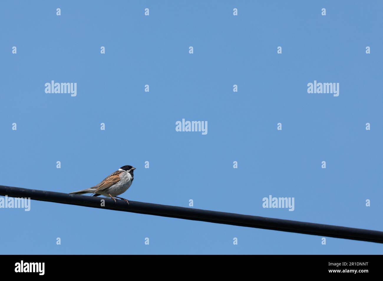A reed bunting (Emberiza schoeniclus) perched on a telegraph cable. Stock Photo