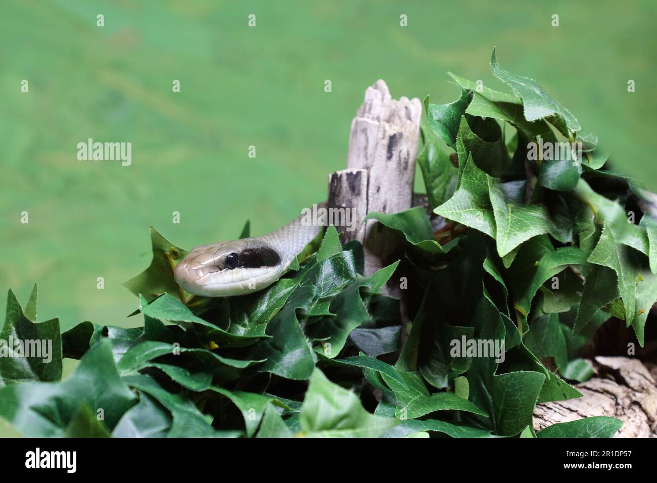 Coluber taeniurus hi-res stock photography and images - Alamy