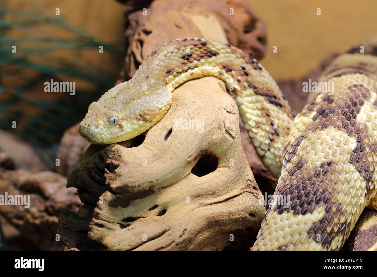 Afrika puff adder hi-res stock photography and images - Alamy