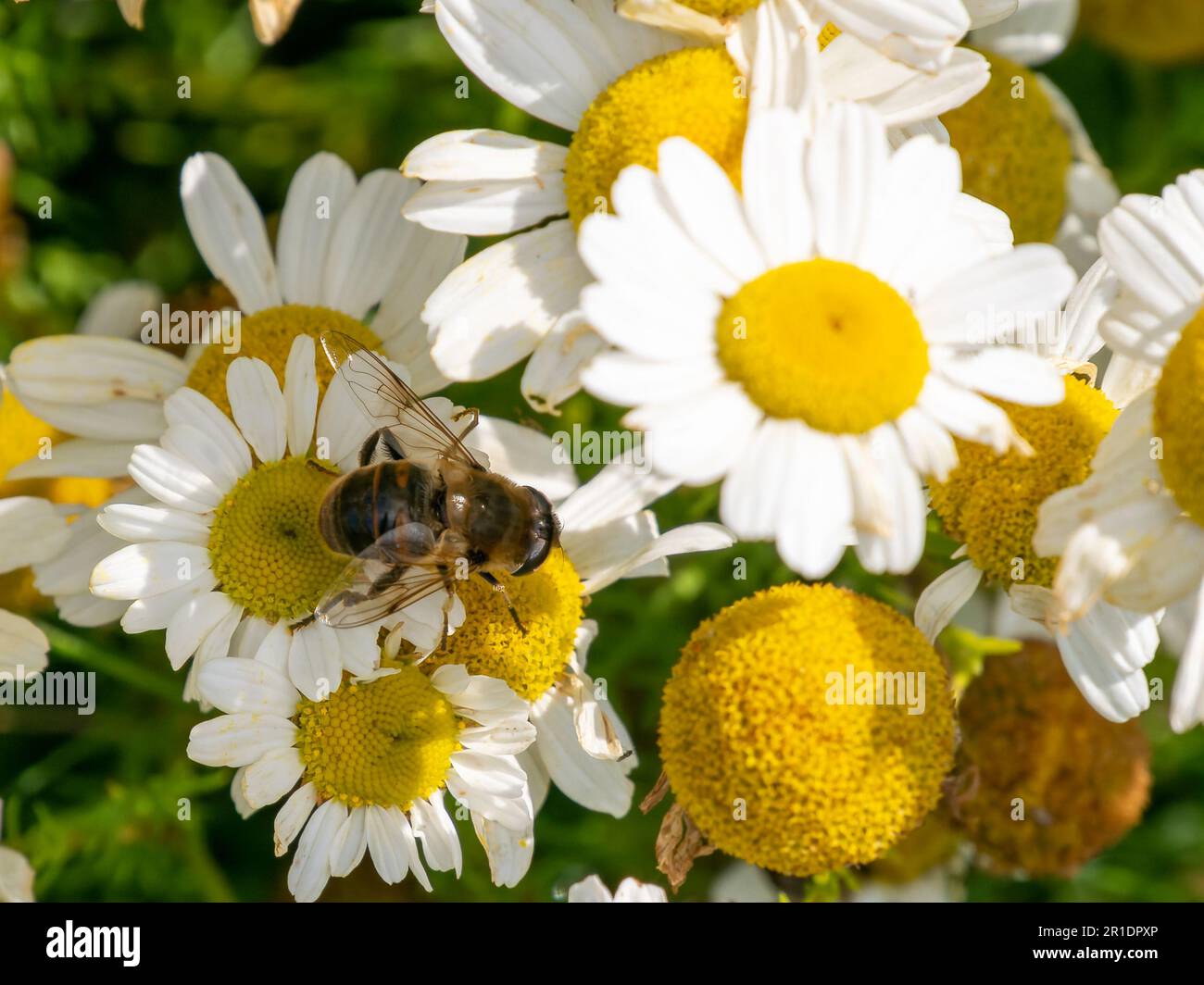 A bee-like syrphid fly perched on white chamomile flowers on a summer ...