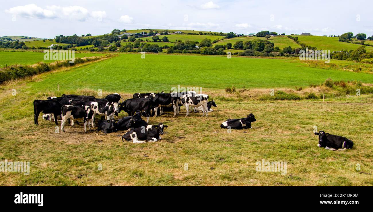 A herd of black and white cows on an Irish farmer's pasture in summer ...