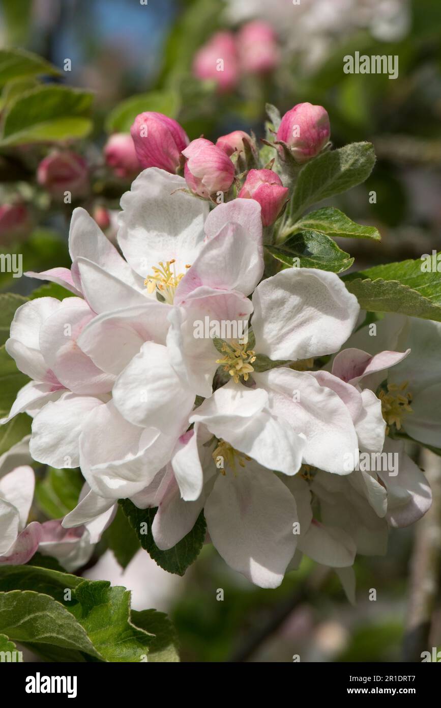Blossom and pink buds on cox's orange pippin eating apple tree (Malus domestica) with young leaves in spring, Berkshire, May Stock Photo
