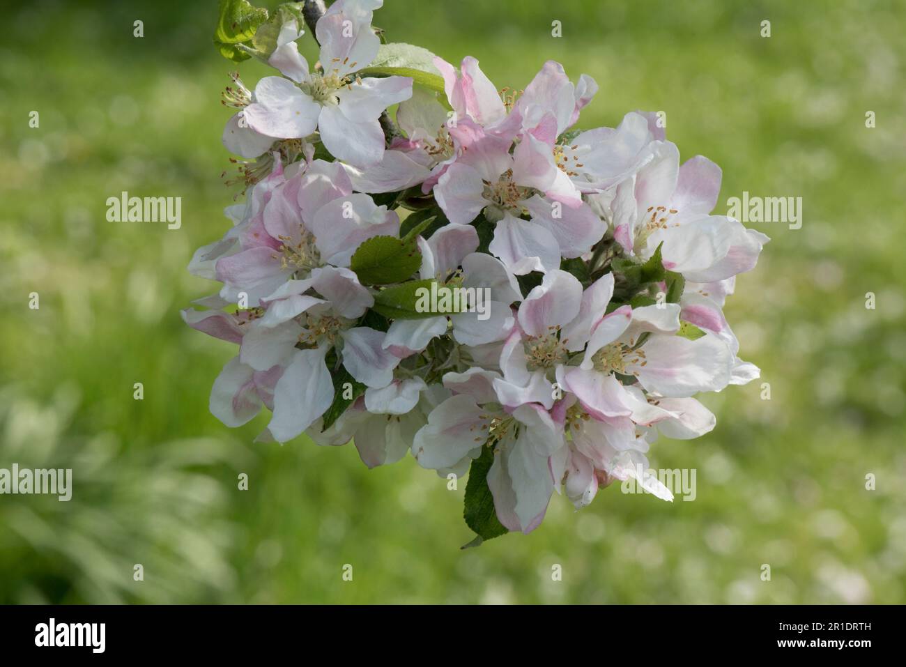 White and pink blossom on an Egremont Russet eating apple tree (Malus domestica) with young leaves in spring, Berkshire, May Stock Photo