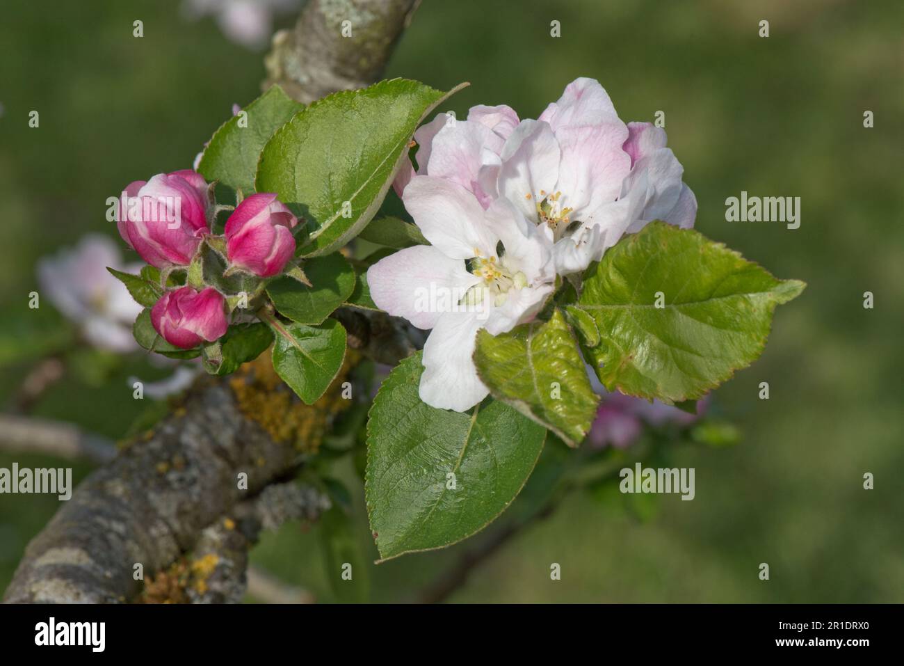 White and pink blossom and pink buds on an Egremont Russet eating apple tree (Malus domestica) with young leaves in spring, Berkshire, May Stock Photo