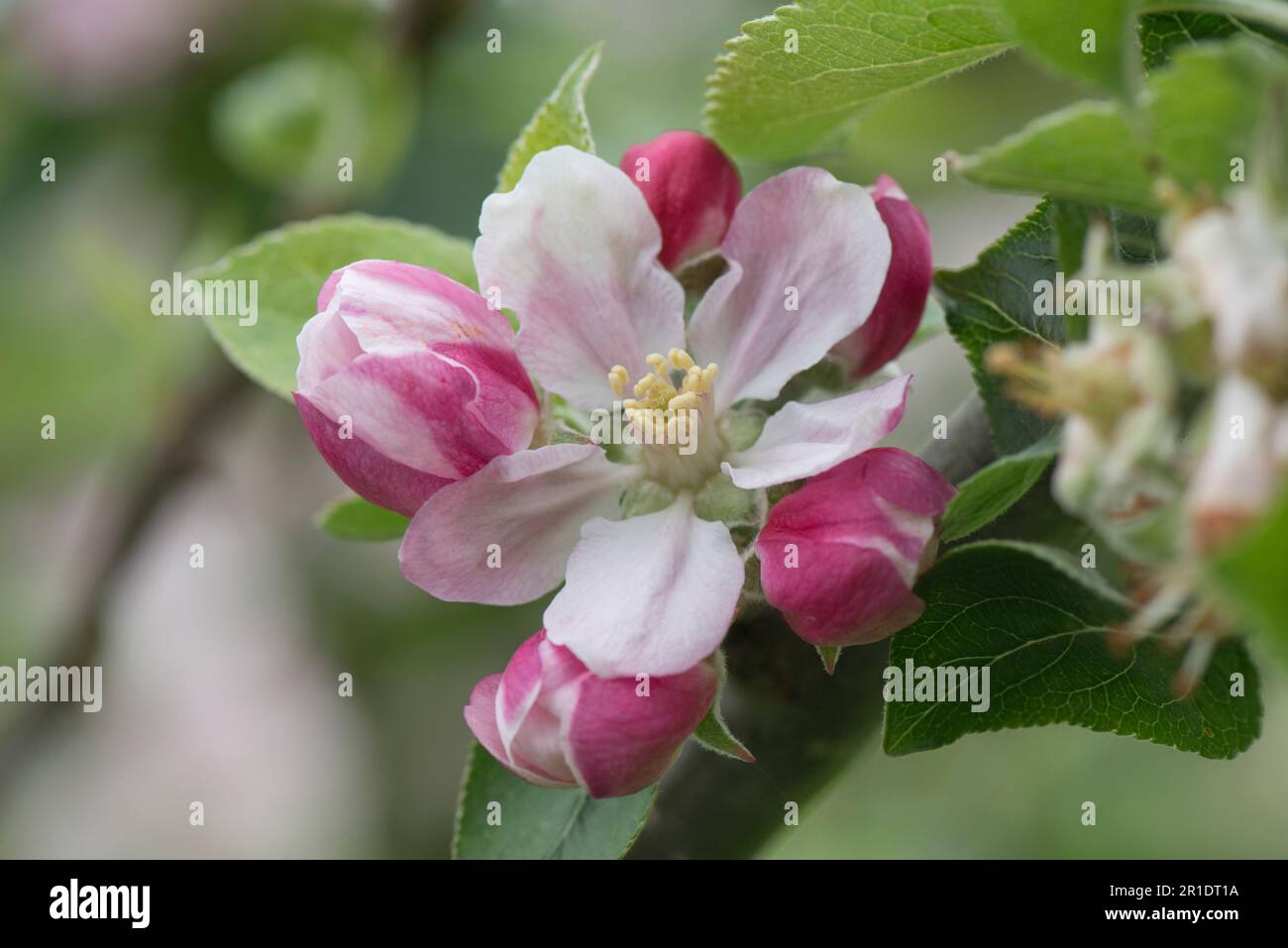Apple tree surrounded hi-res stock photography and images - Alamy