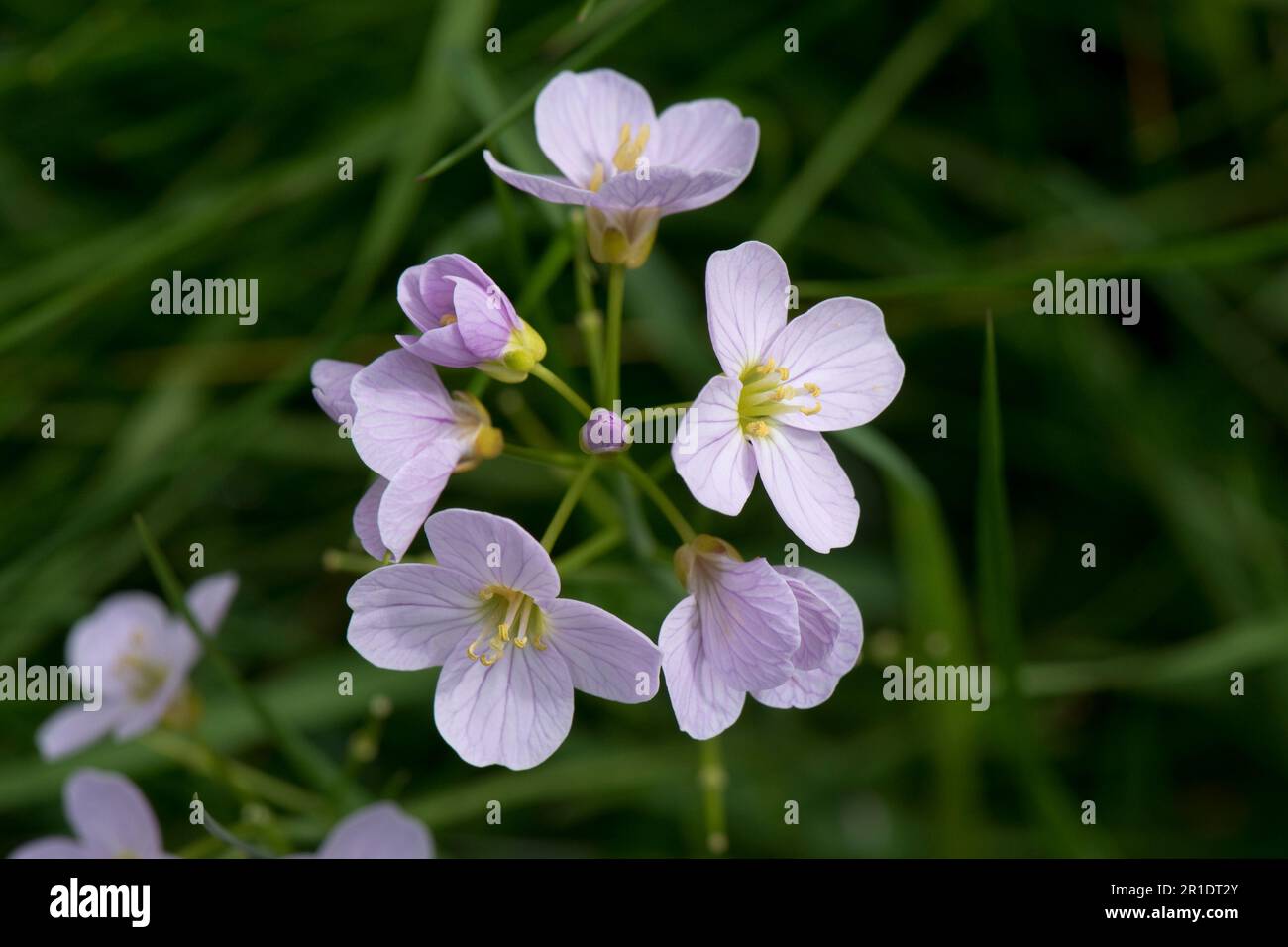 Cuckoo flower cardamine pratensis brassicaceae hi-res stock photography ...