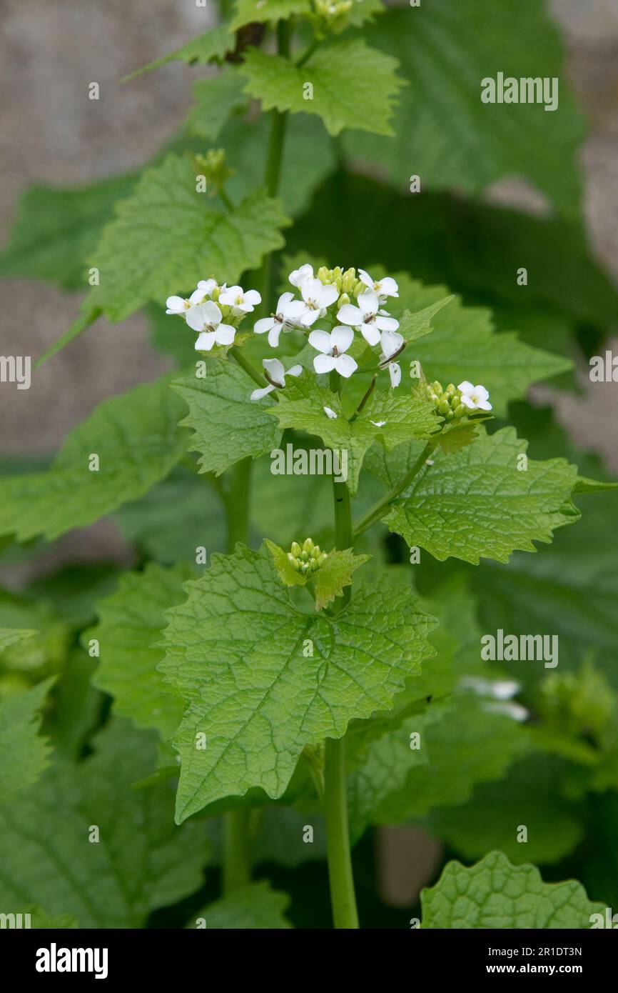 Jack-by-the-hedge, garlic mustard (Alliaria petiolata) white flowering herbaceous biennial plants on waste ground, Berkshire, May Stock Photo