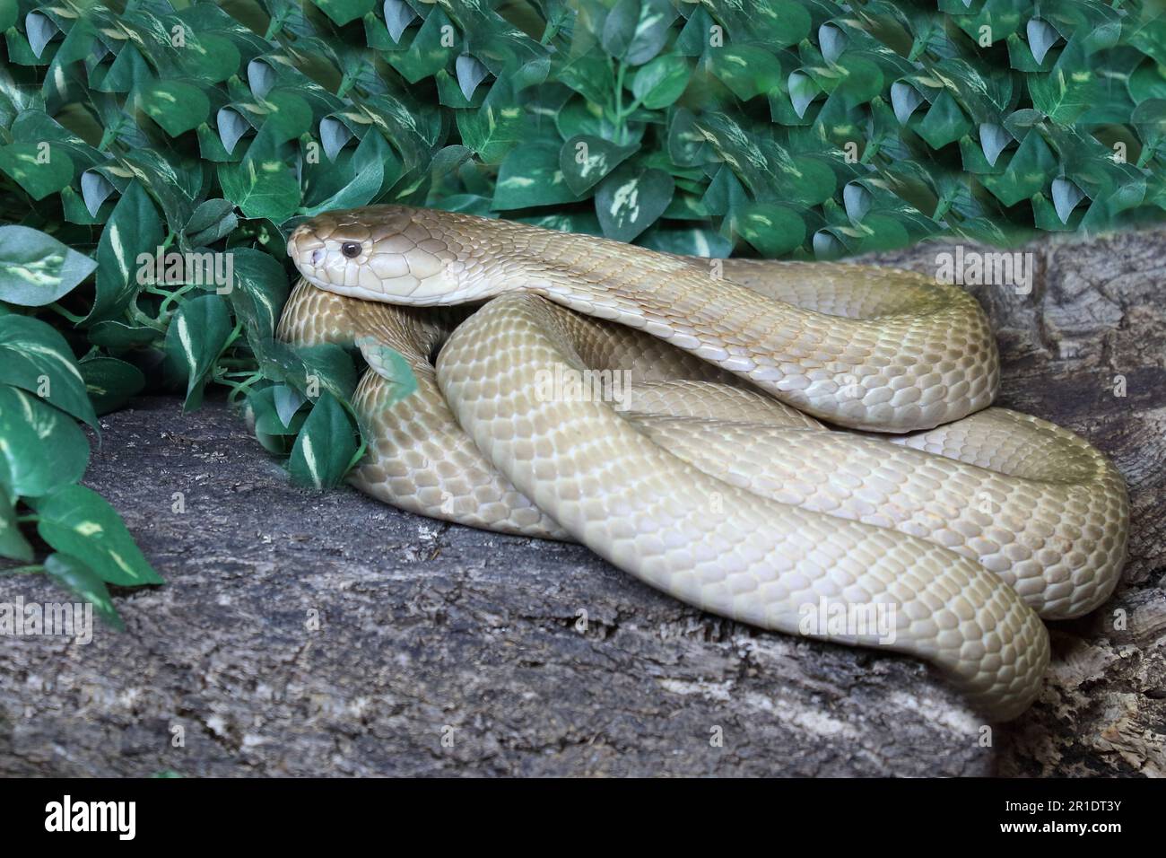 Monokelkobra / Monocled cobra / Naja kaouthia Stock Photo - Alamy