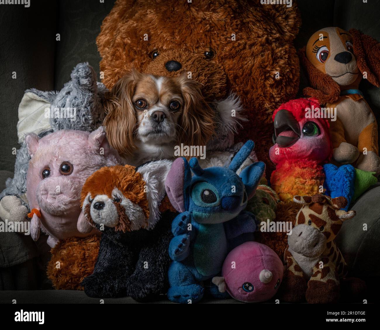 Dogs and stuffed animals sale