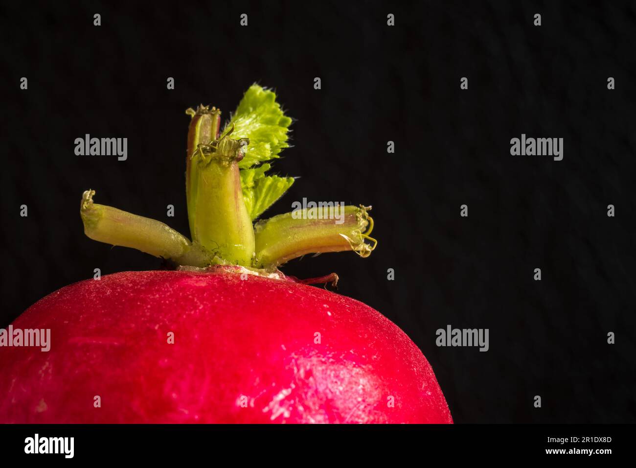 Fresh whole red radish isolated on dark background. Stock Photo