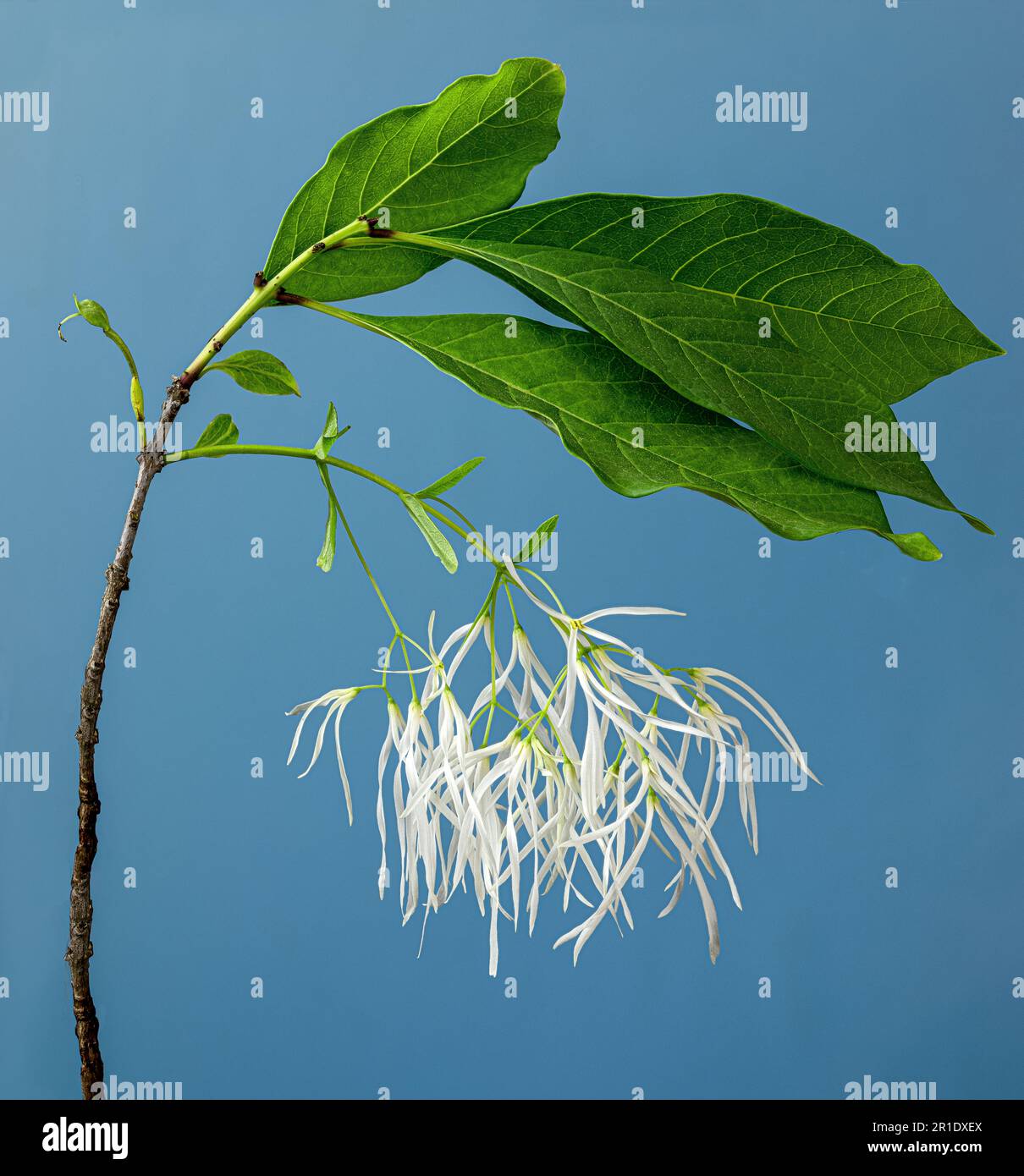 Close-up view of flowers of American fringe tree (Chionanthus virginicus). Stock Photo