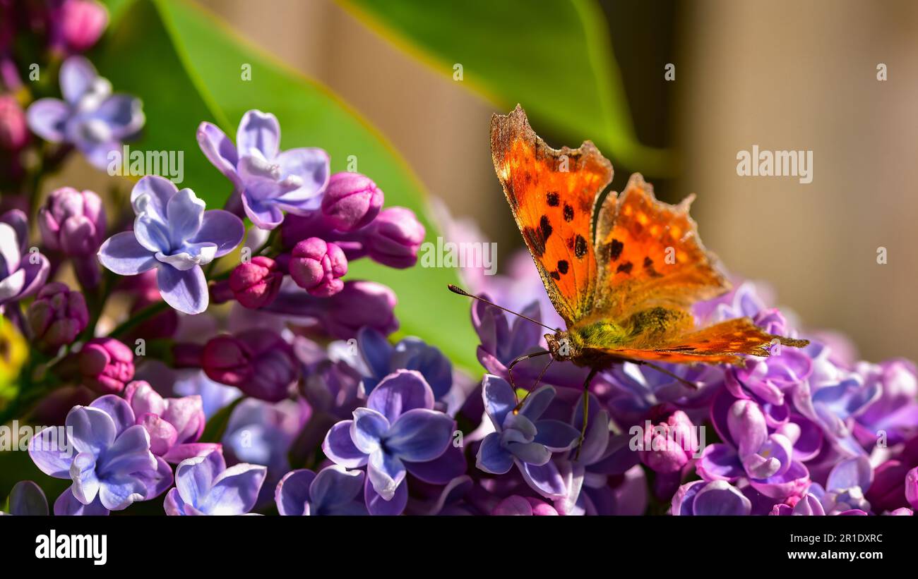 Orange brown comma butterfly (Polygonia c-album) sipping nectar from common lilac (Syringa vulgaris) blossom close up. Stock Photo