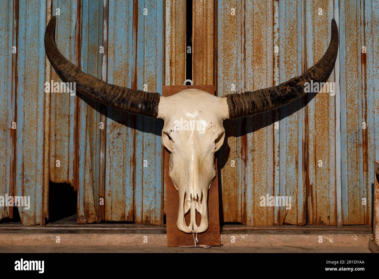 Water buffalo skull with long horns. Rusty blue metal shutter