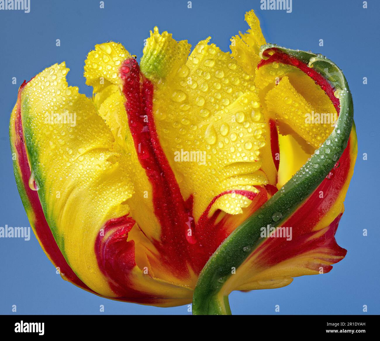 Macro view of parrot tulip after rain Stock Photo