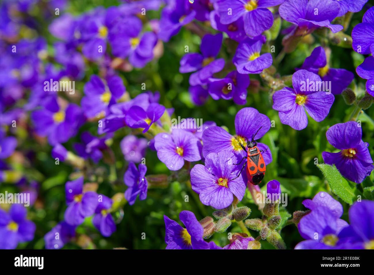 Purple flowers bloom atop hi-res stock photography and images - Alamy