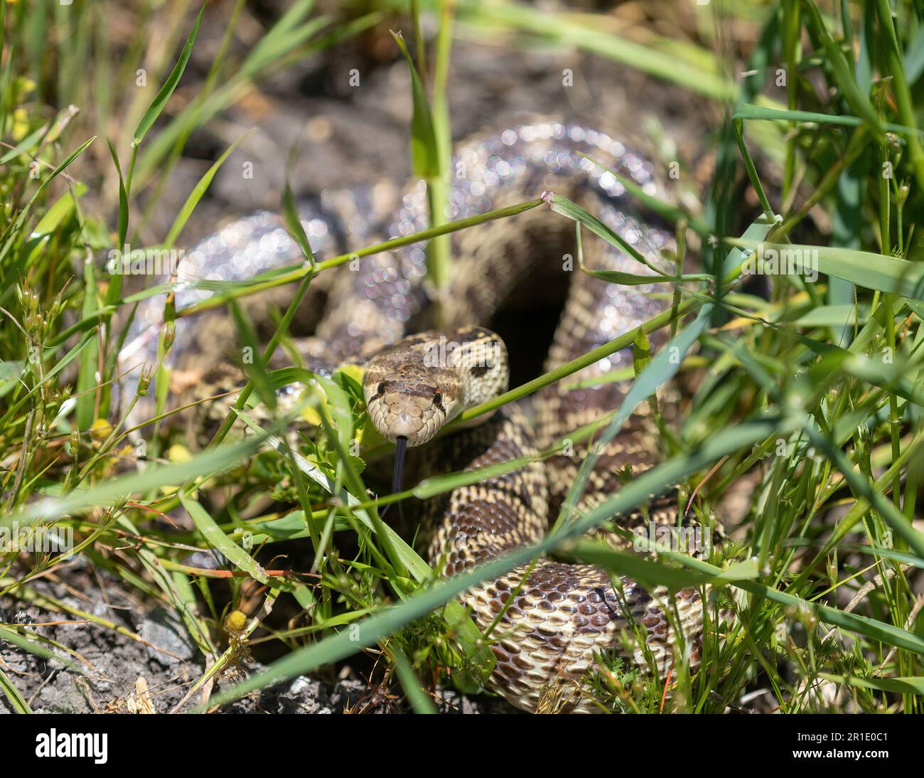 Pacific Gopher Snake hiding in grass in defensive posture. Arastradero