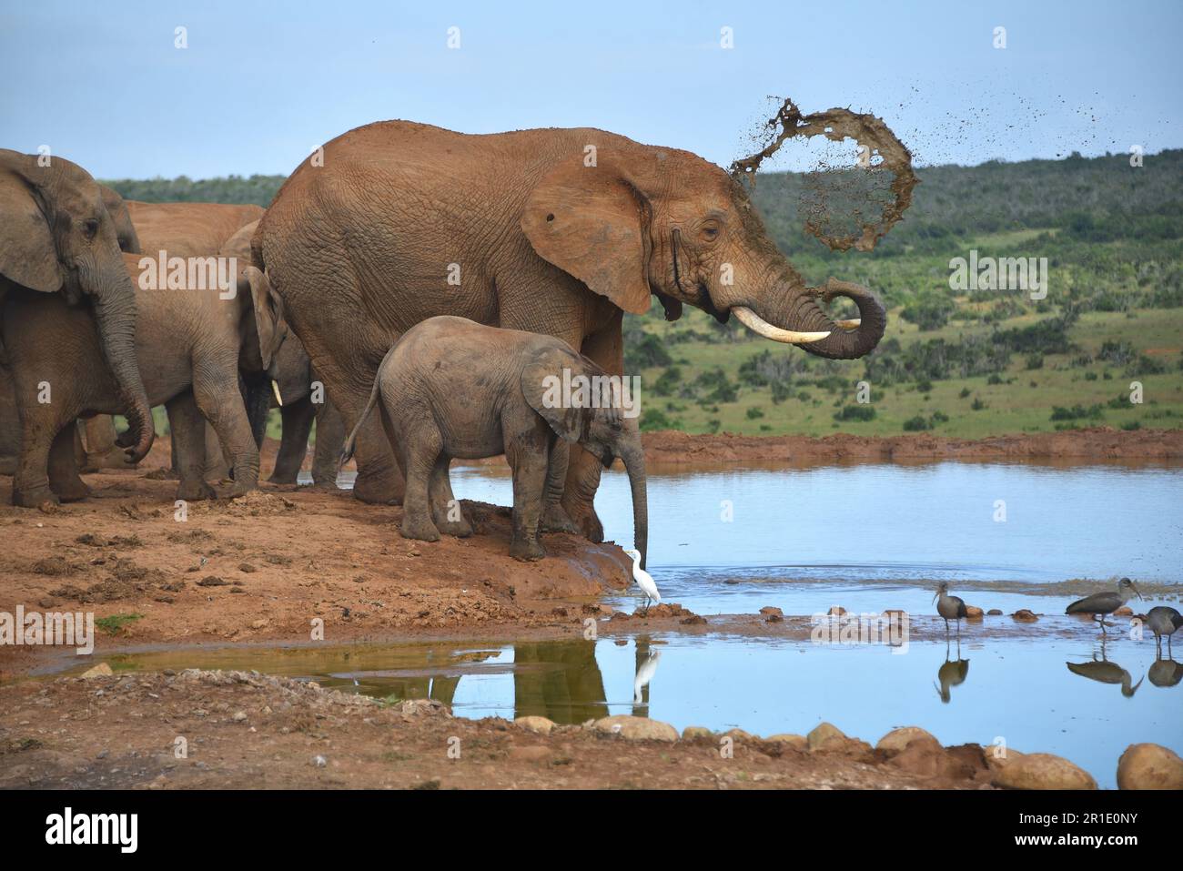 Close up of a family of wild African Elephants at a waterhole.  One is spraying muddy water over its back while the calf watches. Stock Photo