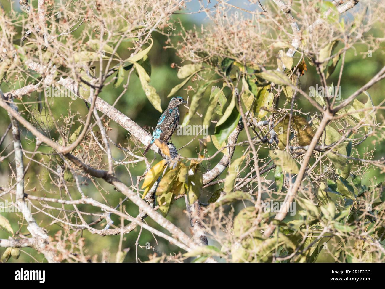 Immature Blue Cotinga (Cotinga nattererii) in Soberania National Park, Panama Stock Photo