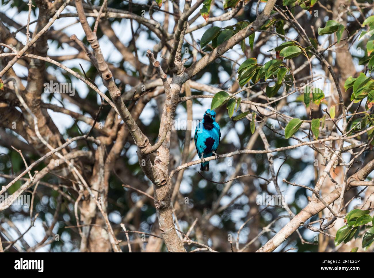 Male Blue Cotinga (Cotinga nattererii) resting in a tree in Soberania National Park, Panama Stock Photo
