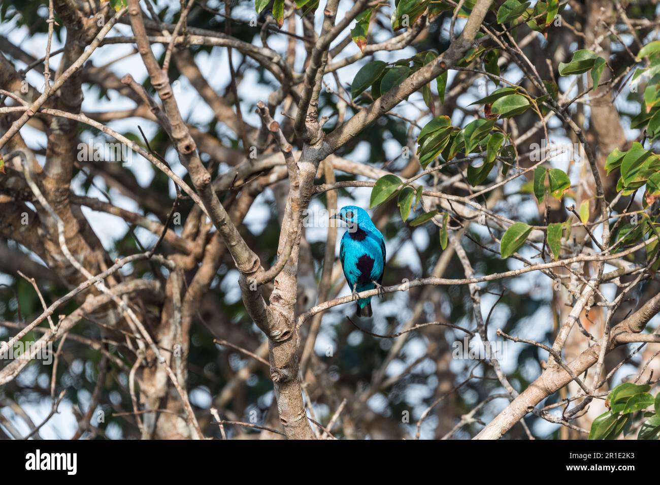 Male Blue Cotinga (Cotinga nattererii) resting in a tree in Soberania National Park, Panama Stock Photo