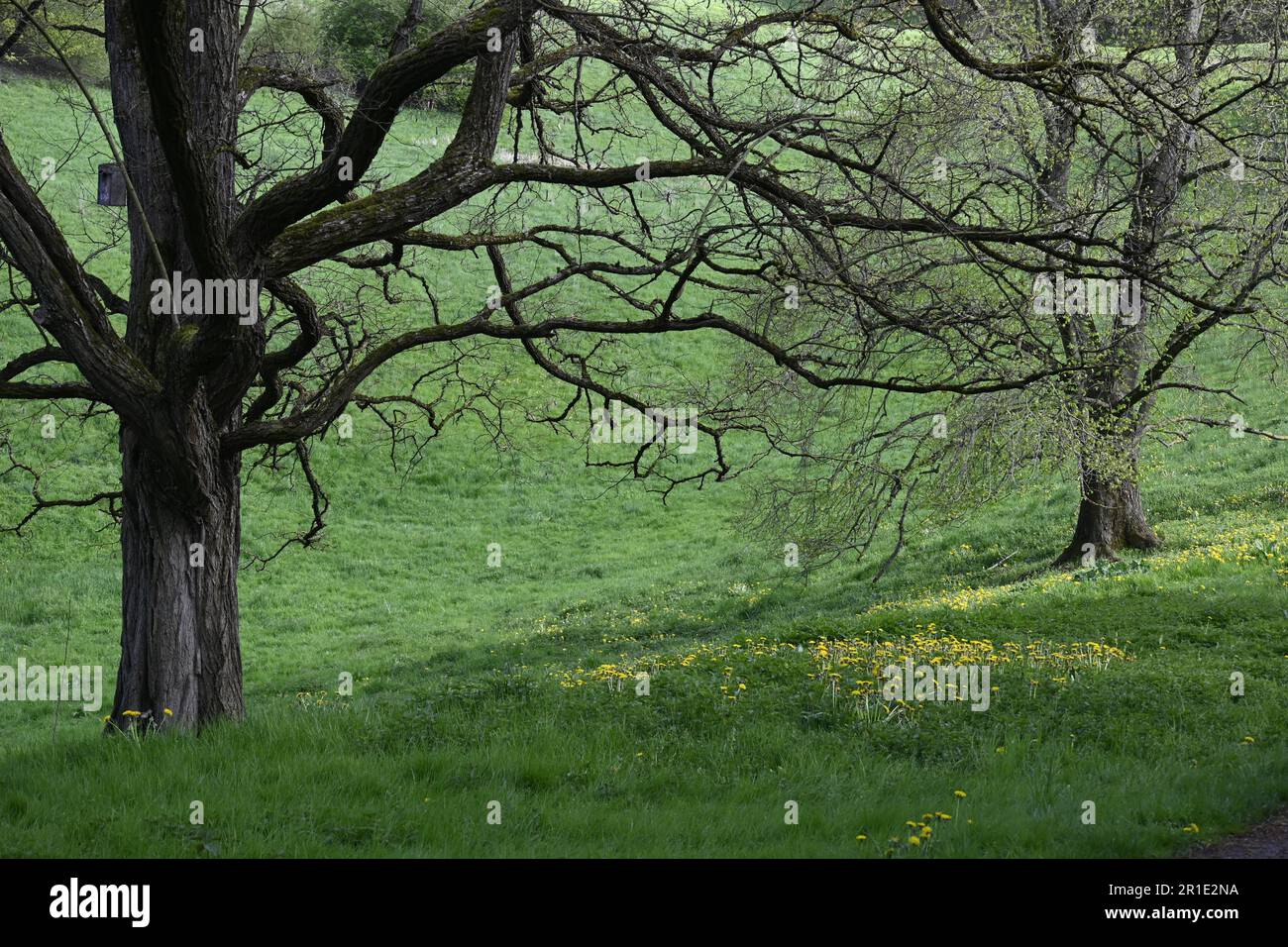 Leafless tress hi-res stock photography and images - Alamy