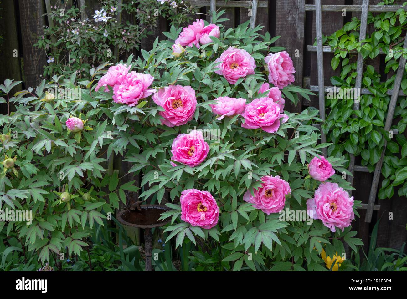 pink shrub peony flowers (Paeonia suffruticosa) in spring garden Stock ...