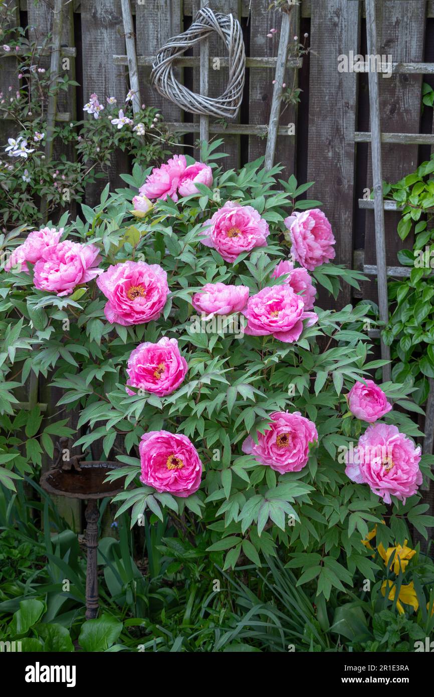 pink shrub peony flowers (Paeonia suffruticosa) in spring garden Stock ...