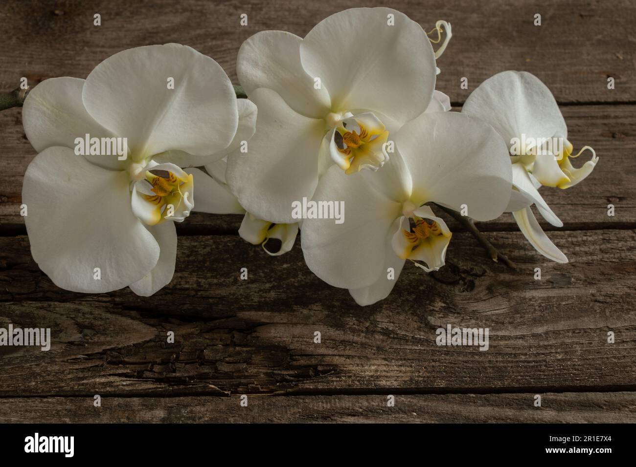 white orchid on an old wooden table closeup Stock Photo