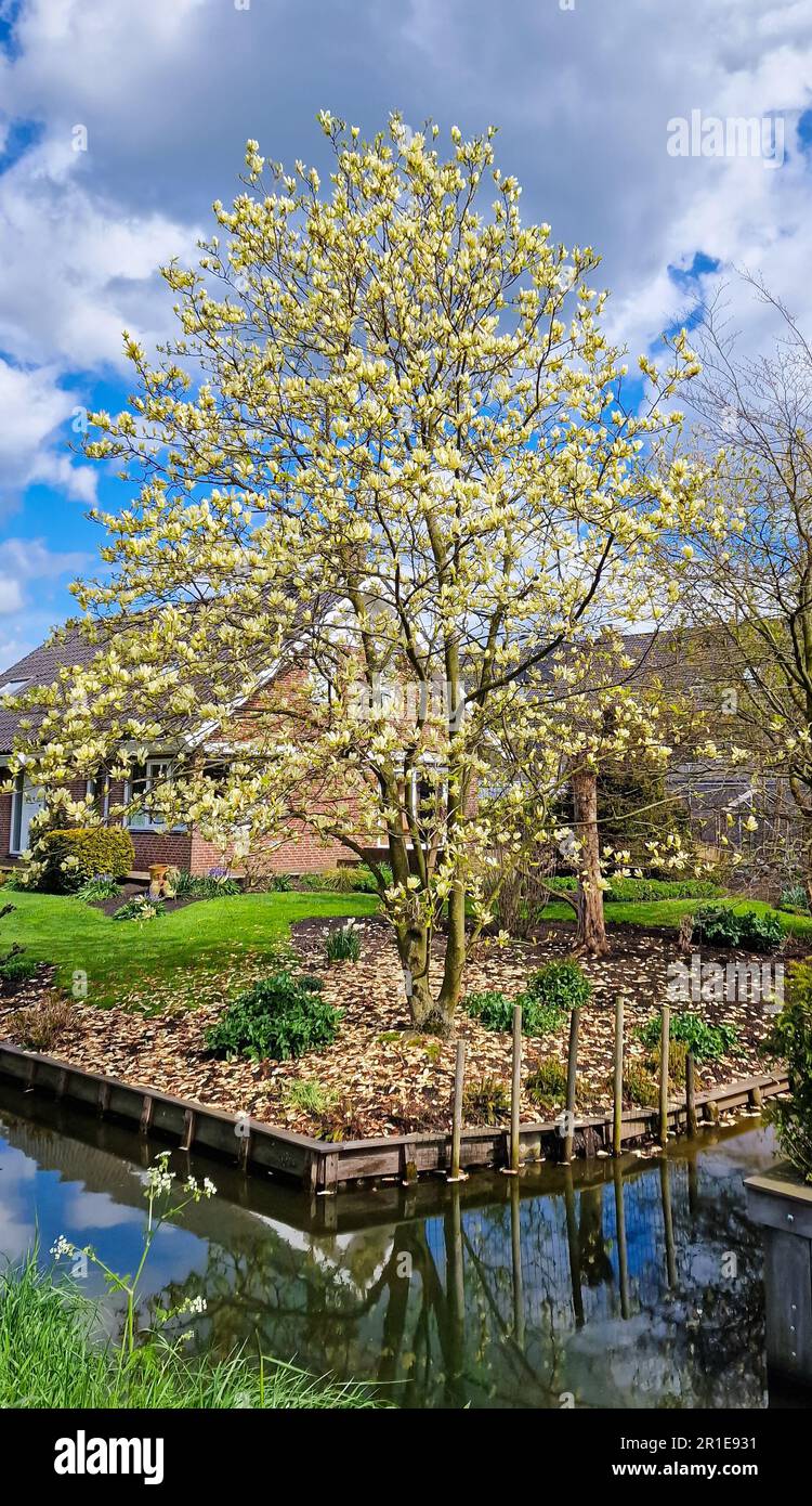 Magnolia or tulip tree with creamy yellow colored flowers along the waterside in a garden Stock Photo