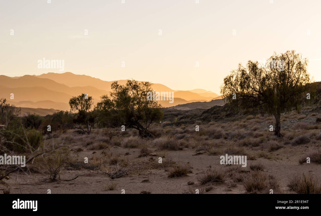 A few remote cape ebony shrubs in the barren landscape of the Richtersveld, with the distant mountains golden in the morning light in the background Stock Photo