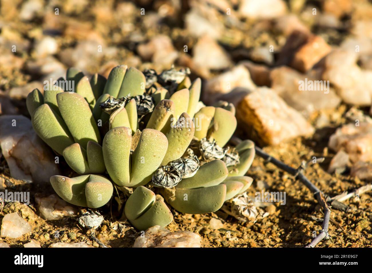 Close-up of a small green succulent growing in the rocky desert of the Richtersveld in South Africa Stock Photo