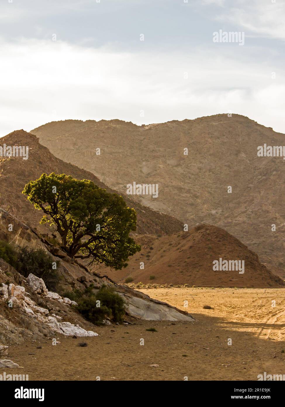 Enchanted view of a single tree in a desert mountain landscape Stock Photo