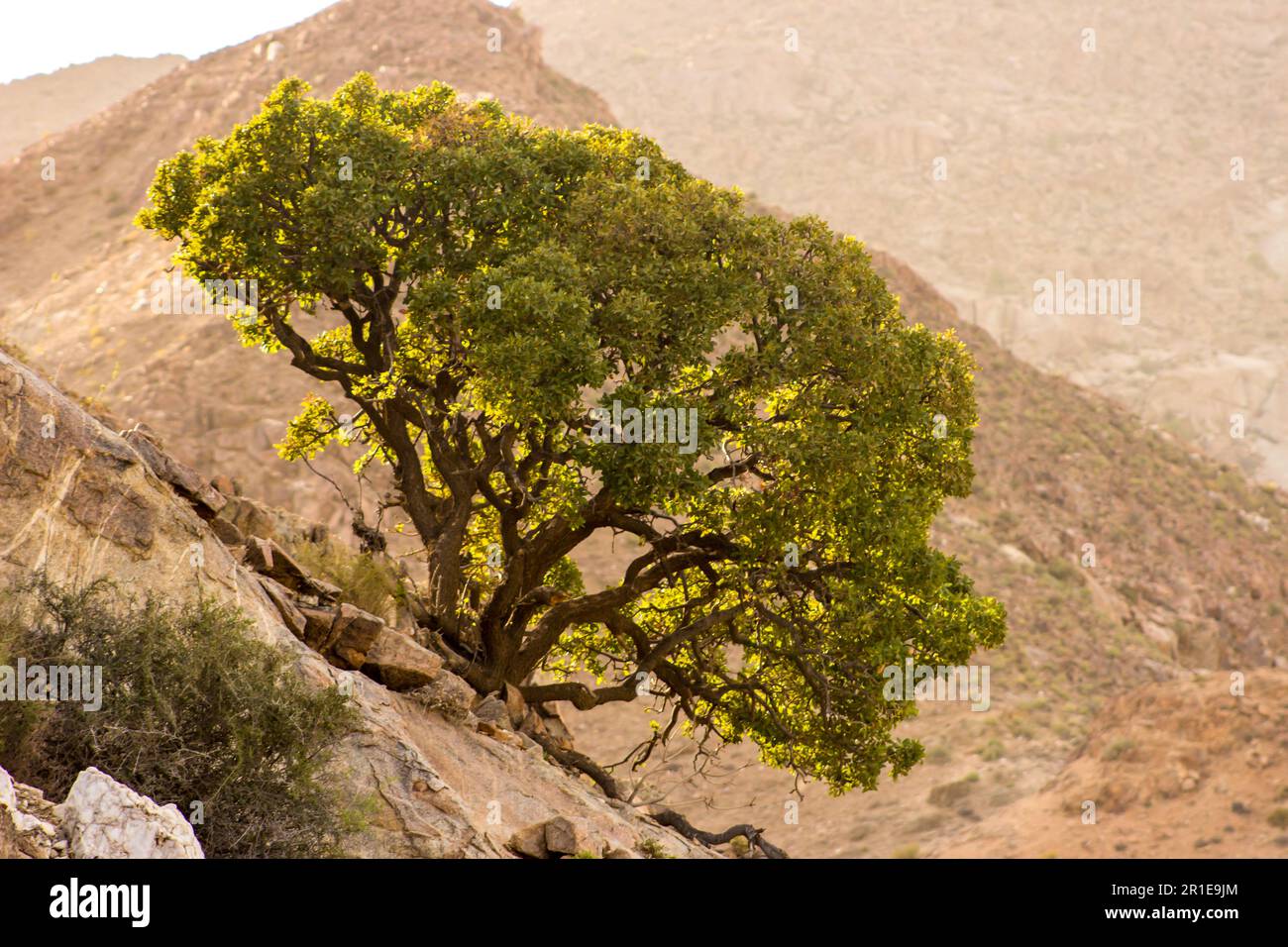 A small back-lit tree growing on a ridge in the mountainous desert of the Richtersveld in South Africa Stock Photo