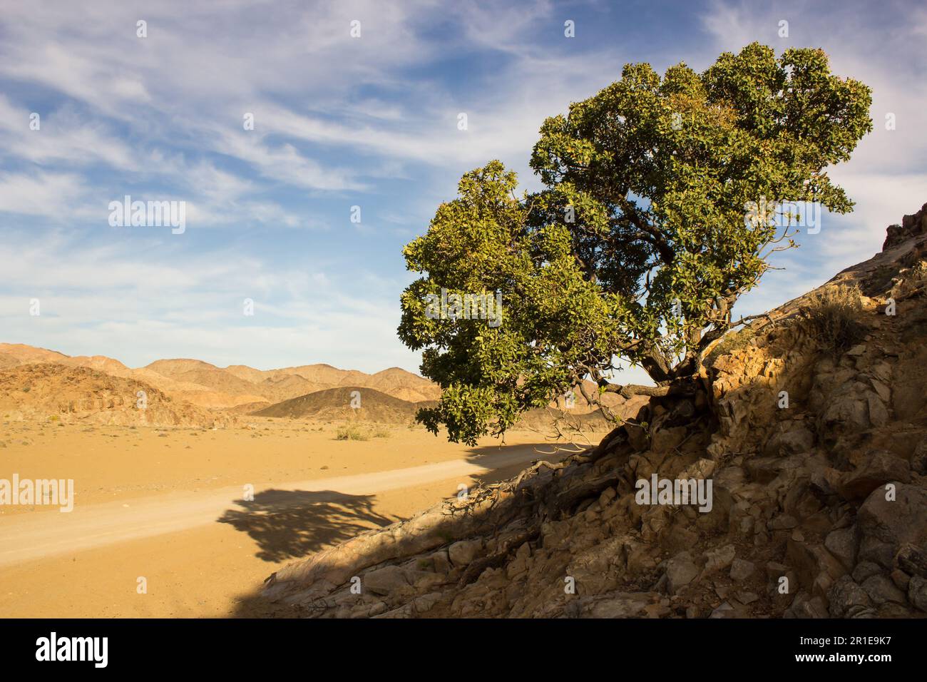 A single tree thriving in a rocky desert landscape Stock Photo
