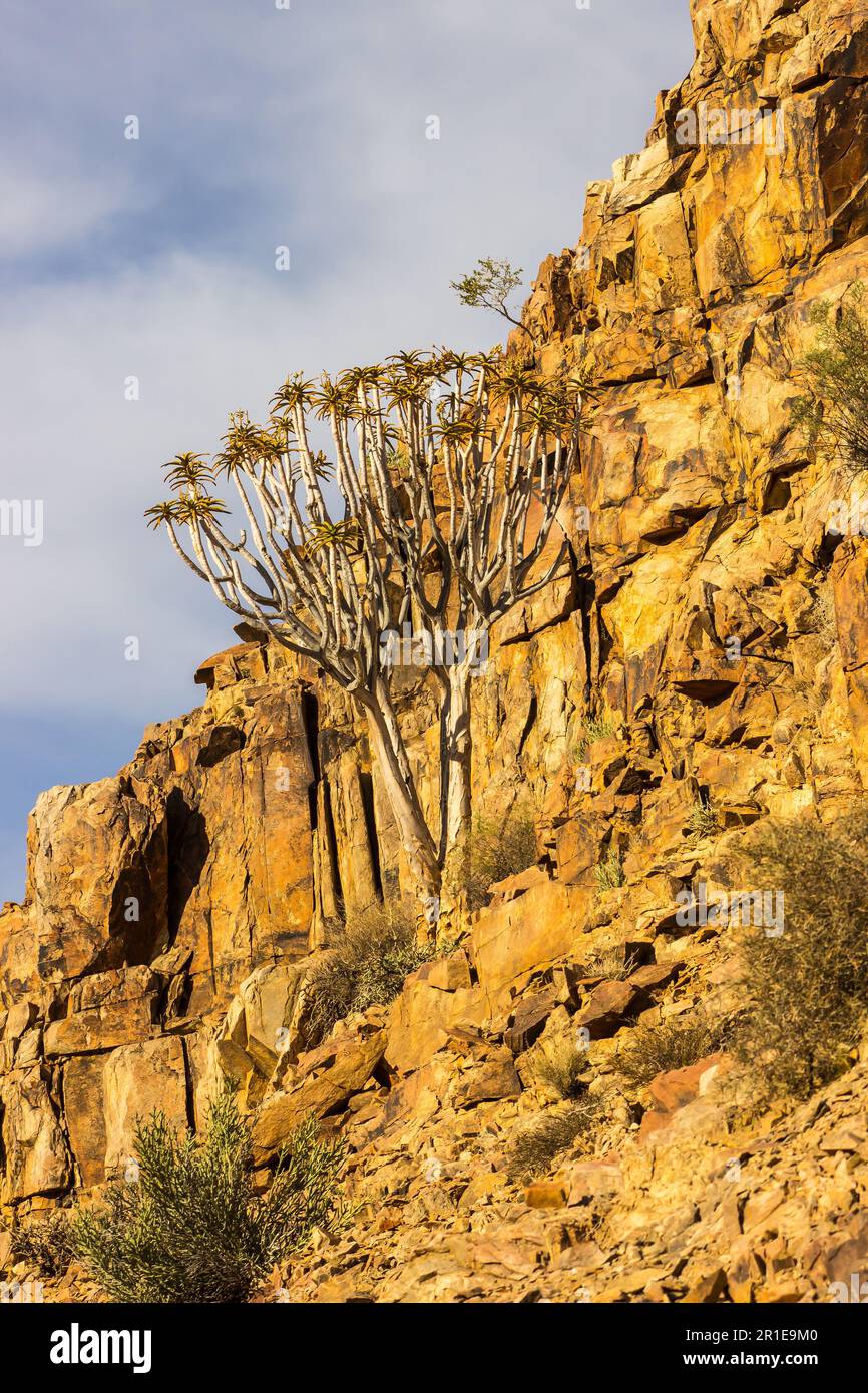 A large Quiver tree, Aloidendron dichotomum, growing next to a cliff in the mountainous desert of the Richtersveld National Park in South Africa Stock Photo