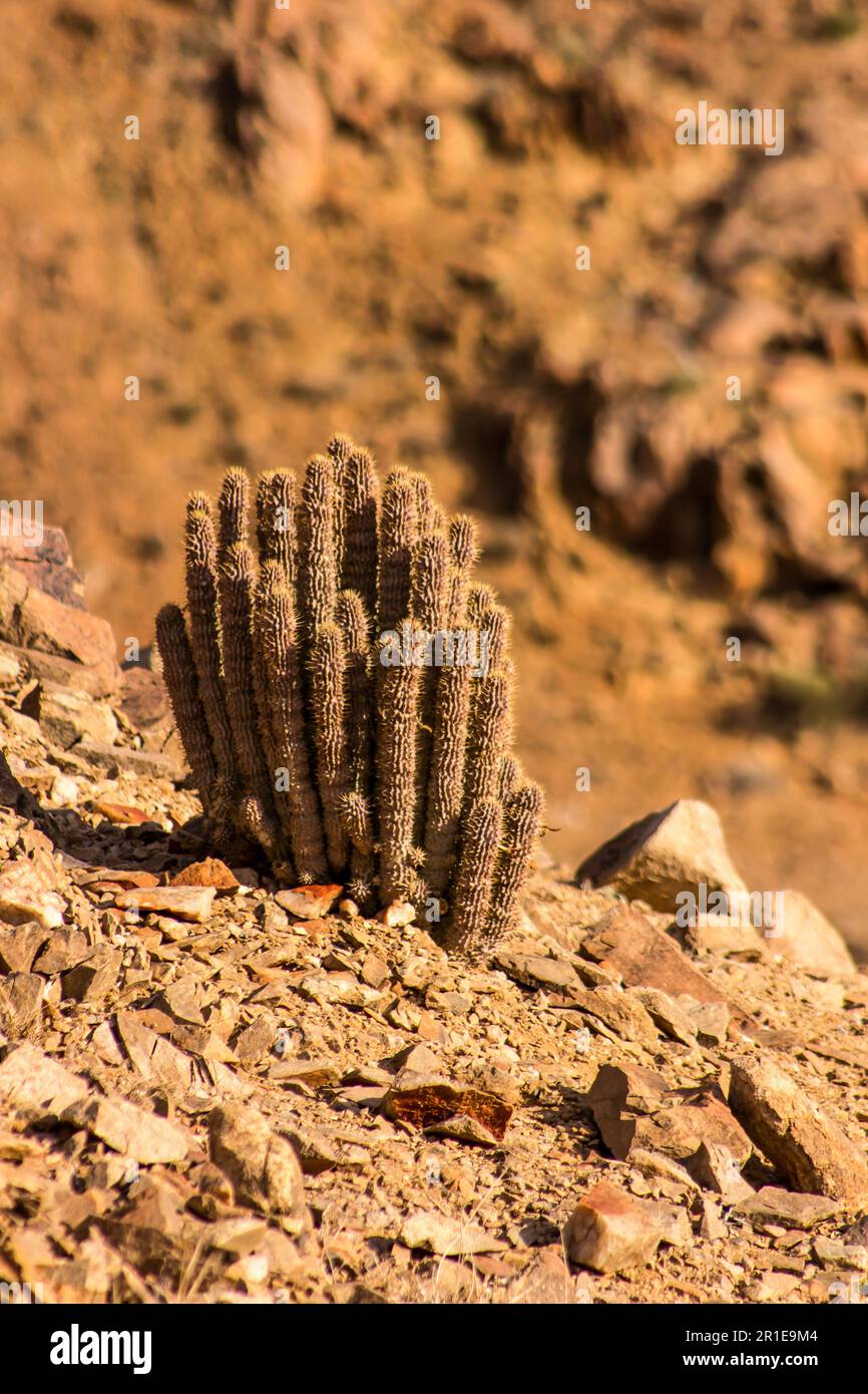 Small resilient cactus-like succulent in the barren Richtersveld desert Stock Photo