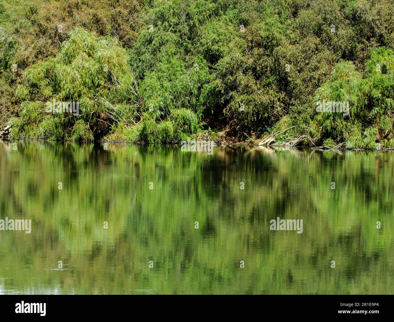 Lush growth, on the Riverbank of the Orange River in South Africa, reflecting in the water Stock Photo