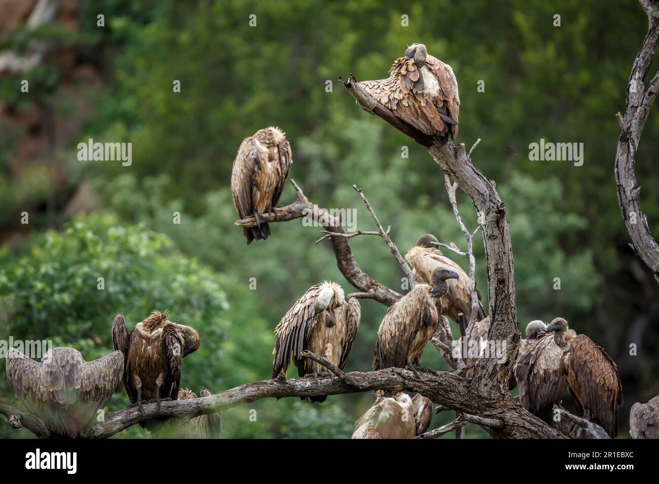 Group of White backed Vulture grooming in the morning in Kruger National park, South Africa ; Specie Gyps africanus family of Accipitridae Stock Photo