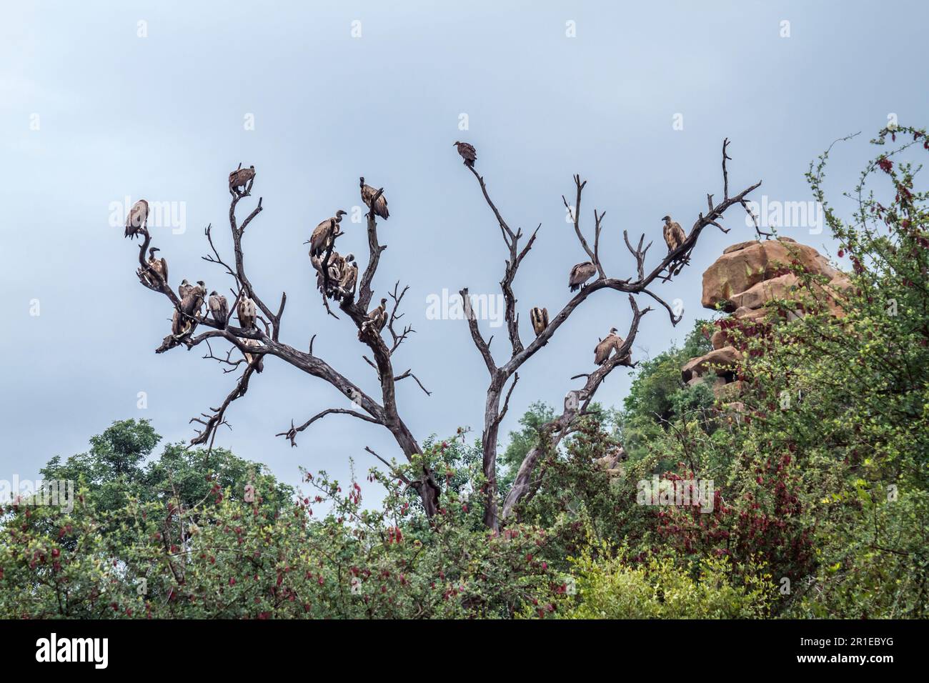 Group of White backed Vulture standing on a dead tree in Kruger National park, South Africa ; Specie Gyps africanus family of Accipitridae Stock Photo
